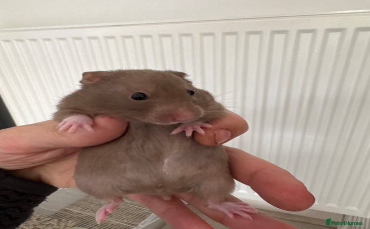 Hamster rodents - Advert 8