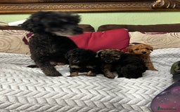 Toy Poodle dogs for sale: Beautiful Toy Poodle Puppies - Image 20