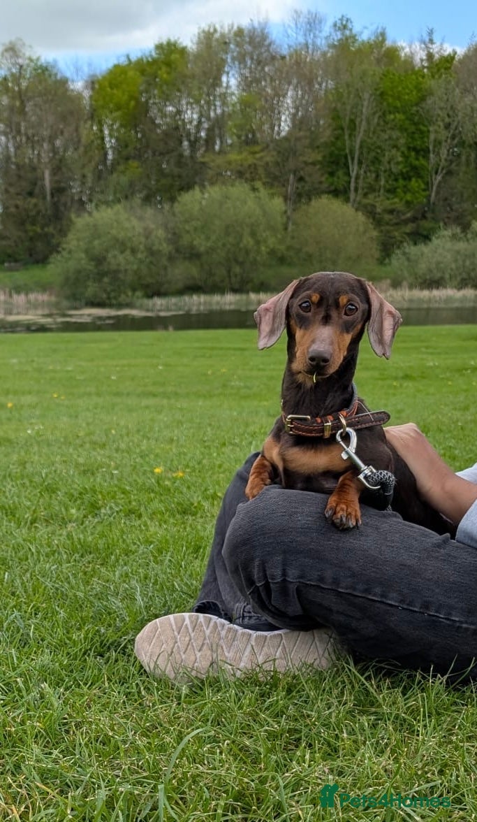 Miniature Dachshund dogs 3 year old mini dachshund for sale - Advert 13