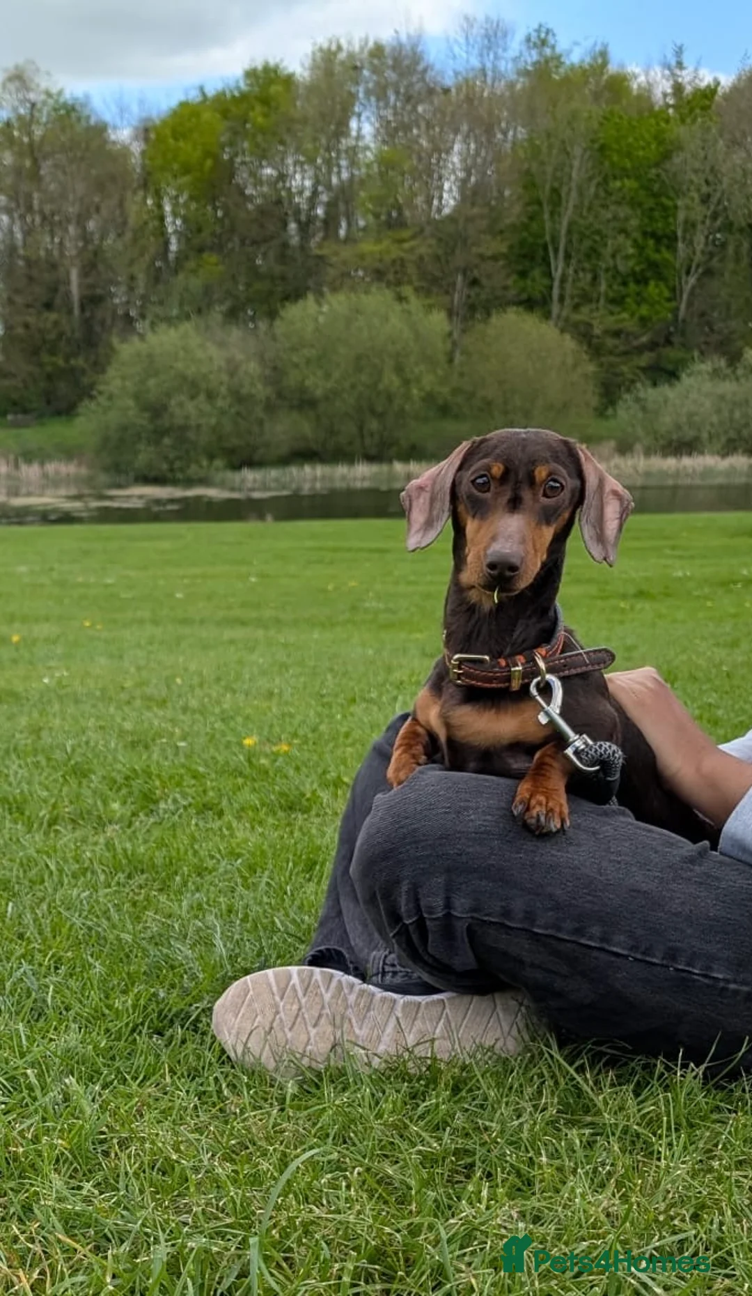 Miniature Dachshund dogs for sale: 3 year old mini dachshund for sale - Advert 1