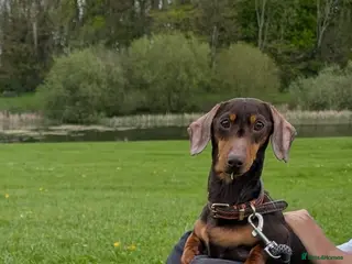 Miniature Dachshund dogs 3 year old mini dachshund for sale - Advert 1