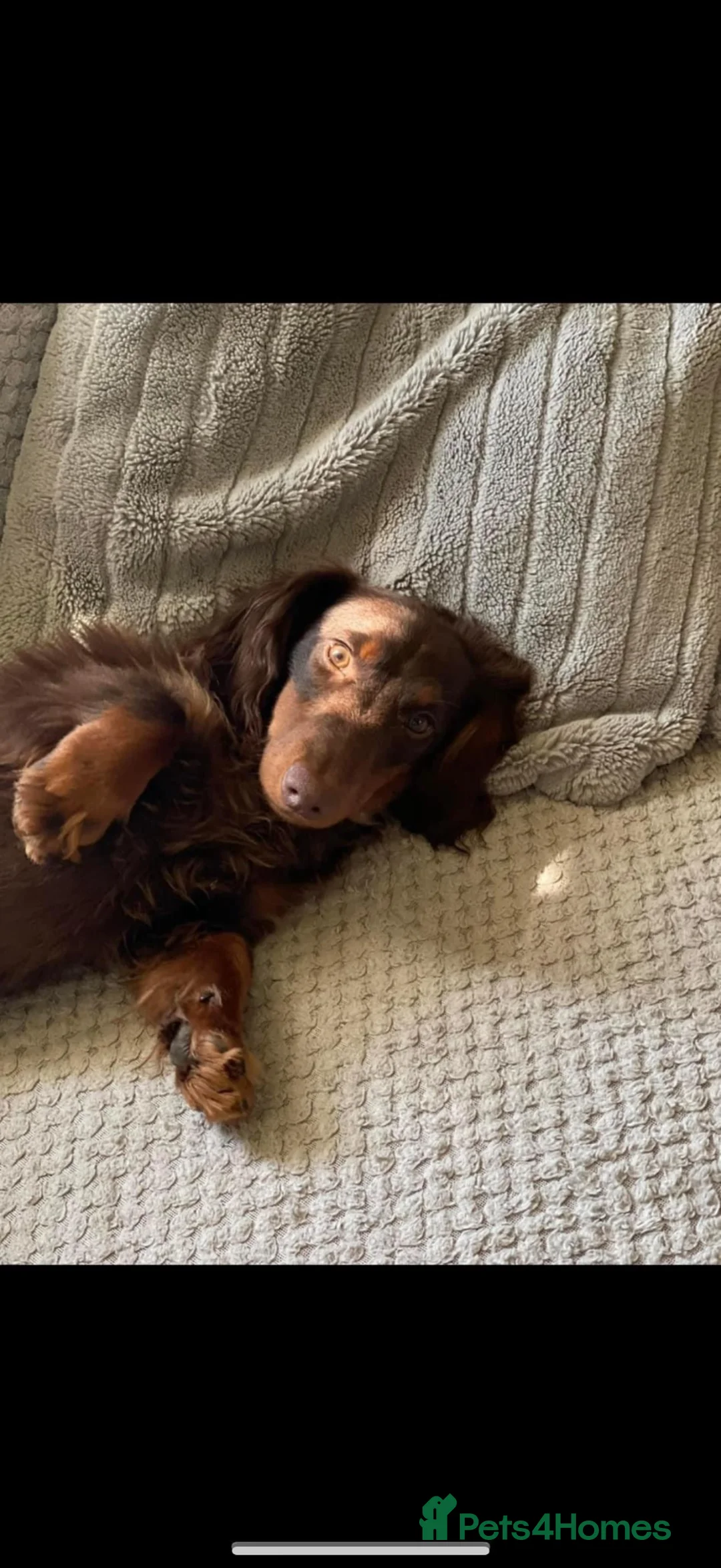 Miniature Dachshund dogs for sale: 2 stunning mini long haired dachound forsale  - Advert 6