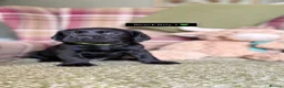 Cockerdor dogs for sale: GORGEOUS COCKERDOR PUPPIES💛🖤 - Advert 12