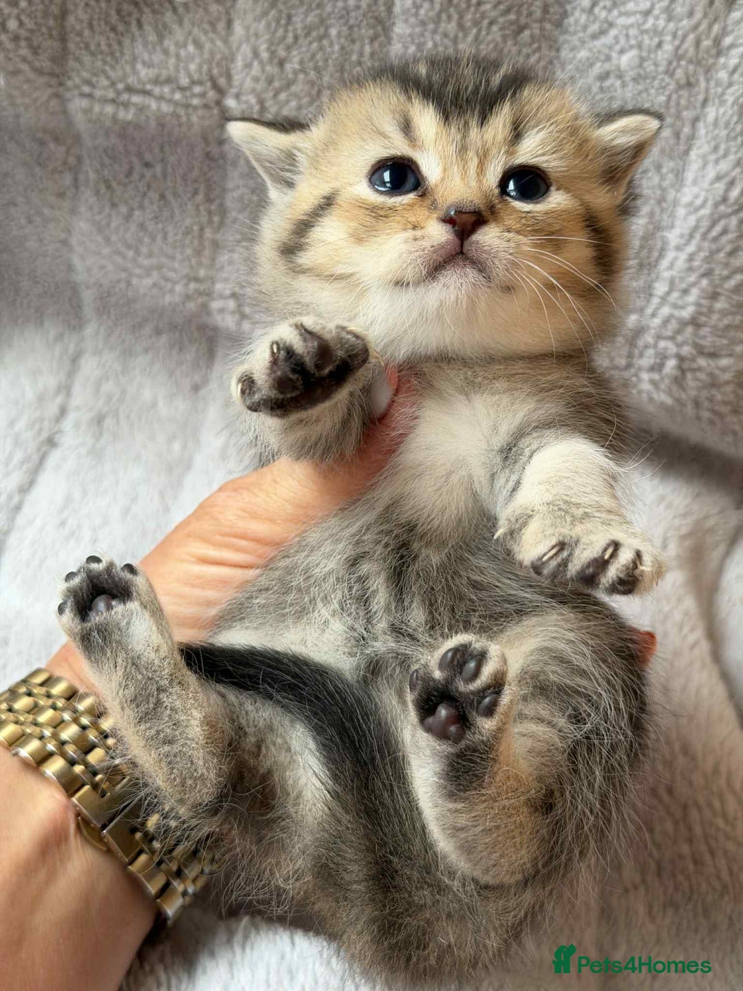 British Shorthair cats for sale: Lovely British Shorthair Golden TiCA - Image 10