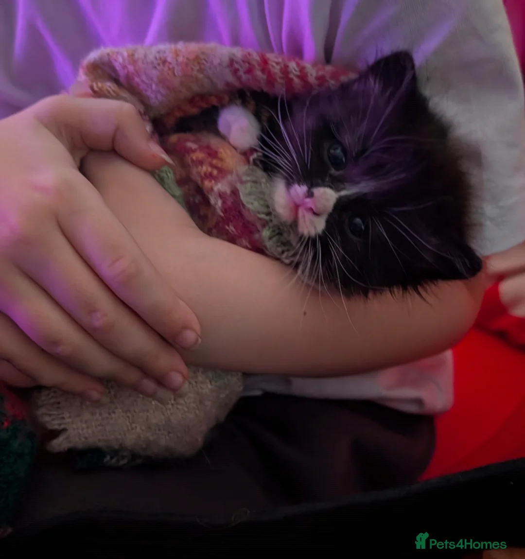 Ragdoll cats for sale: Half ragdoll fluffy kittens - Advert 2