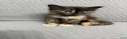 Mixed Breed cats for sale: fluffy kittens looking for their forever home  - Advert 19