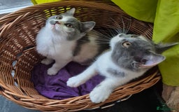 British Shorthair cats for sale: BSH from GCCF parents, champions in pedigree - Image 8