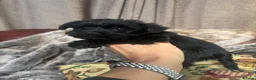 Miniature Schnauzer dogs for sale: Beautiful KC Miniature Schnauzers Black - Advert 13