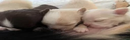 Chihuahua dogs for sale: Beautiful kc-reg longcoat Chi-babies 💖🌟💖 - Advert 18