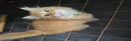 Mixed Breed cats for sale: Mixed Breed / Half Ragdoll Kittens for Sale in Weston-super-Mare - Advert 22