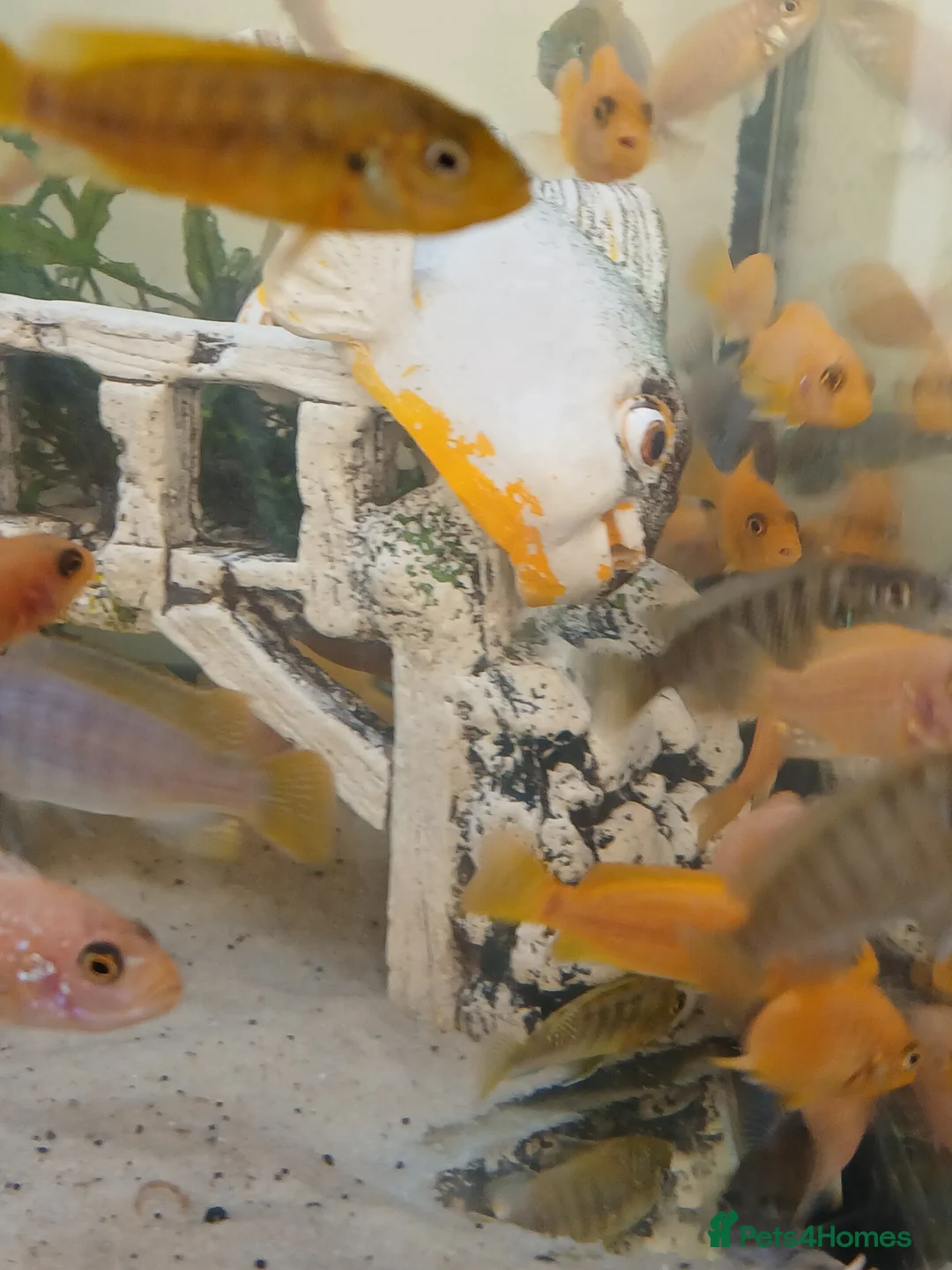 Cichlids fish for sale: African cichlids  - Advert 18