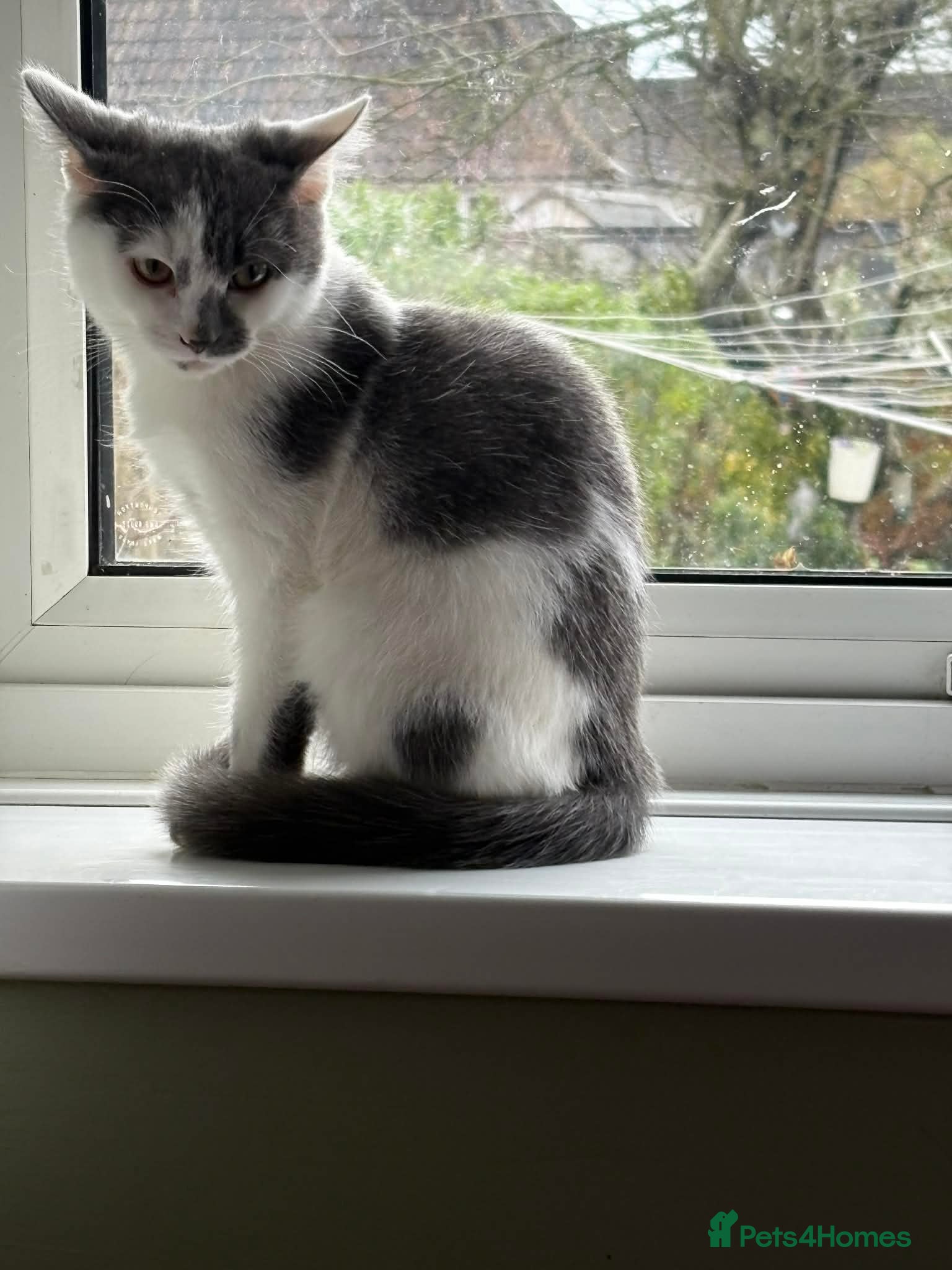 Mixed Breed cats Gorgeous male kitten  - Advert 1