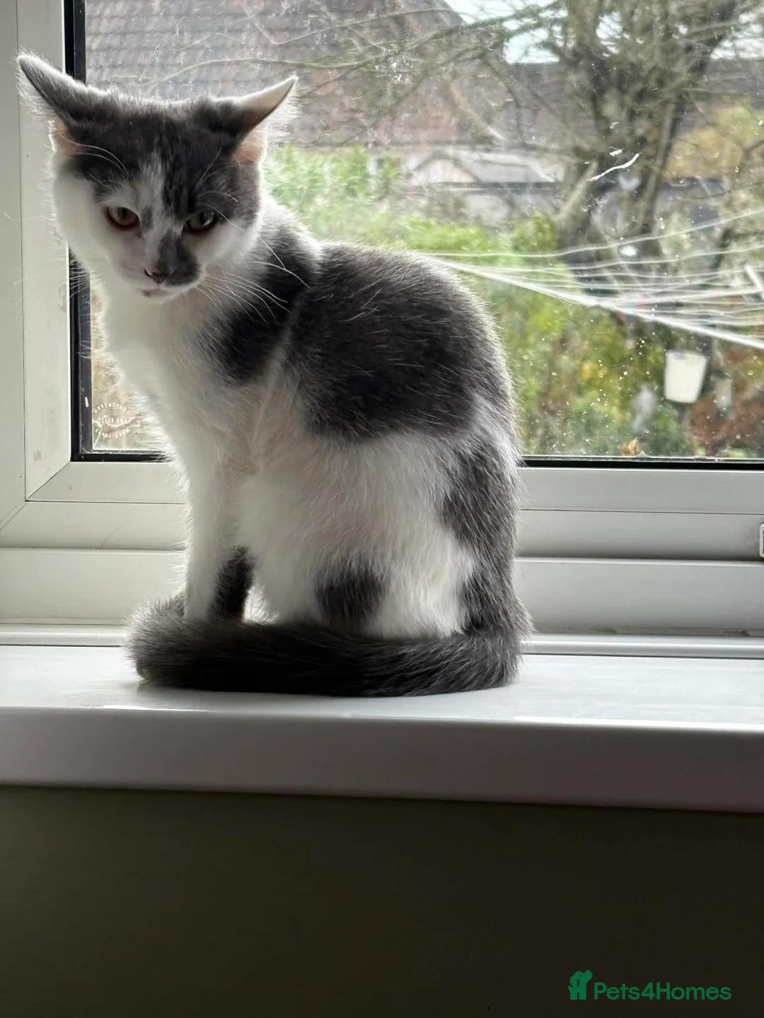 Mixed Breed cats for sale: Gorgeous male kitten  - Advert 1
