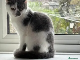 Mixed Breed cats Gorgeous male kitten - Advert 1