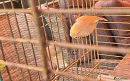 Budgerigars birds for sale: Baby budgie  for sale  - Image 7