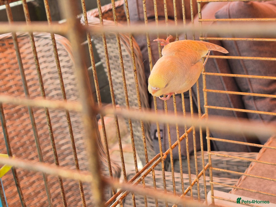 Budgerigars birds for sale: Baby budgie  for sale  - Image 7