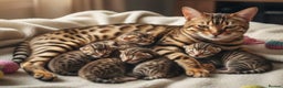 Bengal cats for sale: Pure breed bengal kittens 8  - Advert 2