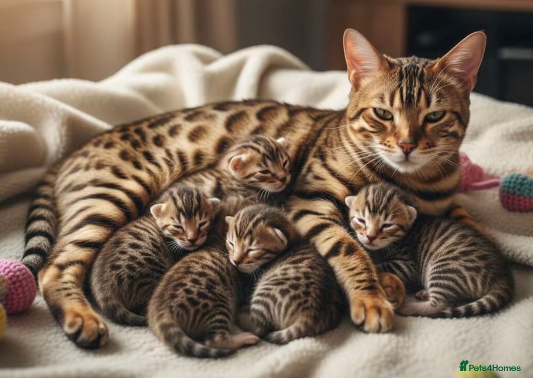 Bengal cats for sale: Pure breed bengal kittens 8  - Advert 2