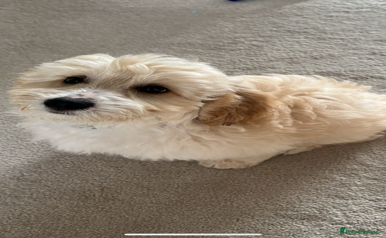 Cockapoo dogs - Advert 2