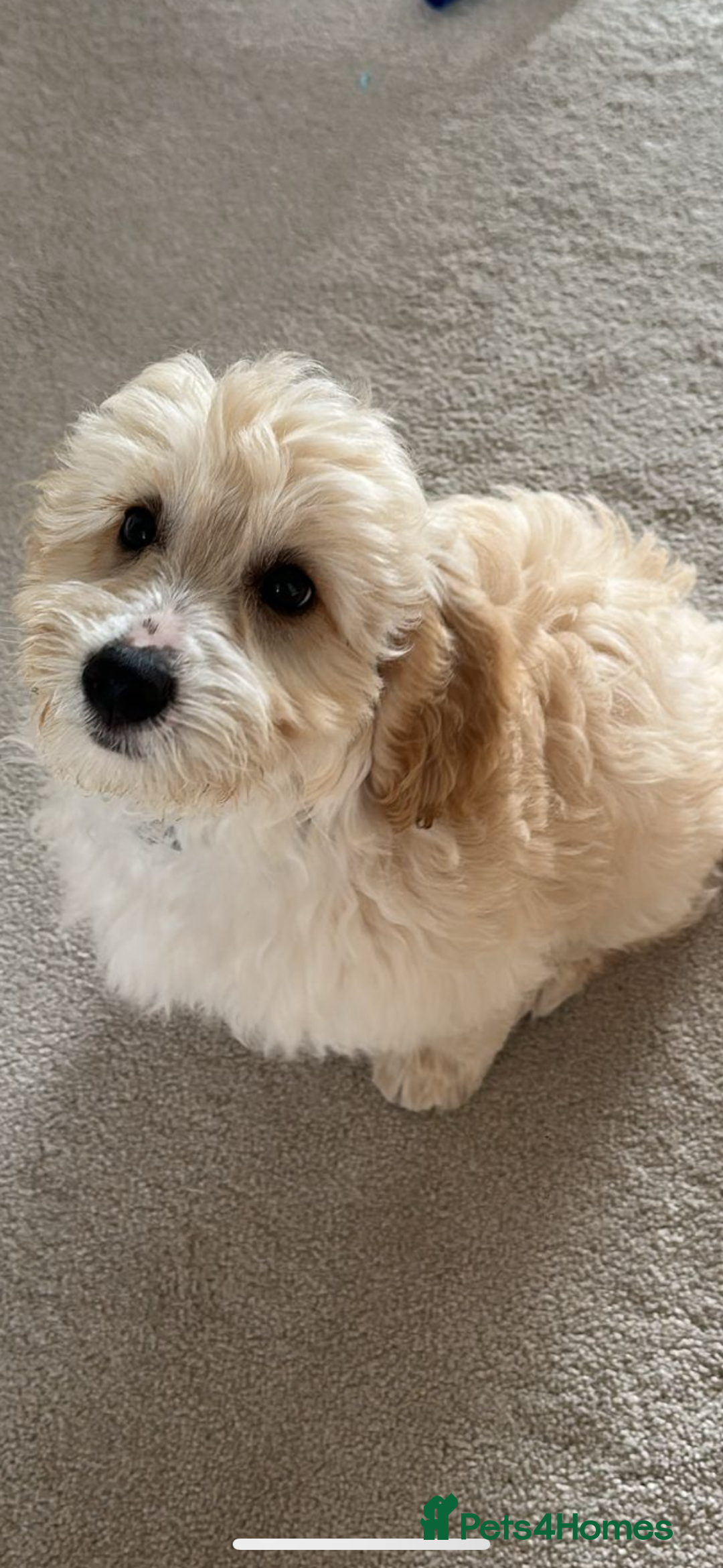 Cockapoo dogs for sale: Frank baby cockapoo  - Image 1