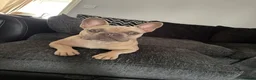 French Bulldog dogs for sale: A beautiful French bulldog for sale in Newark - Advert 3