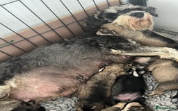 Miniature Schnauzer dogs for sale: Home reared bundles of love - Image 3