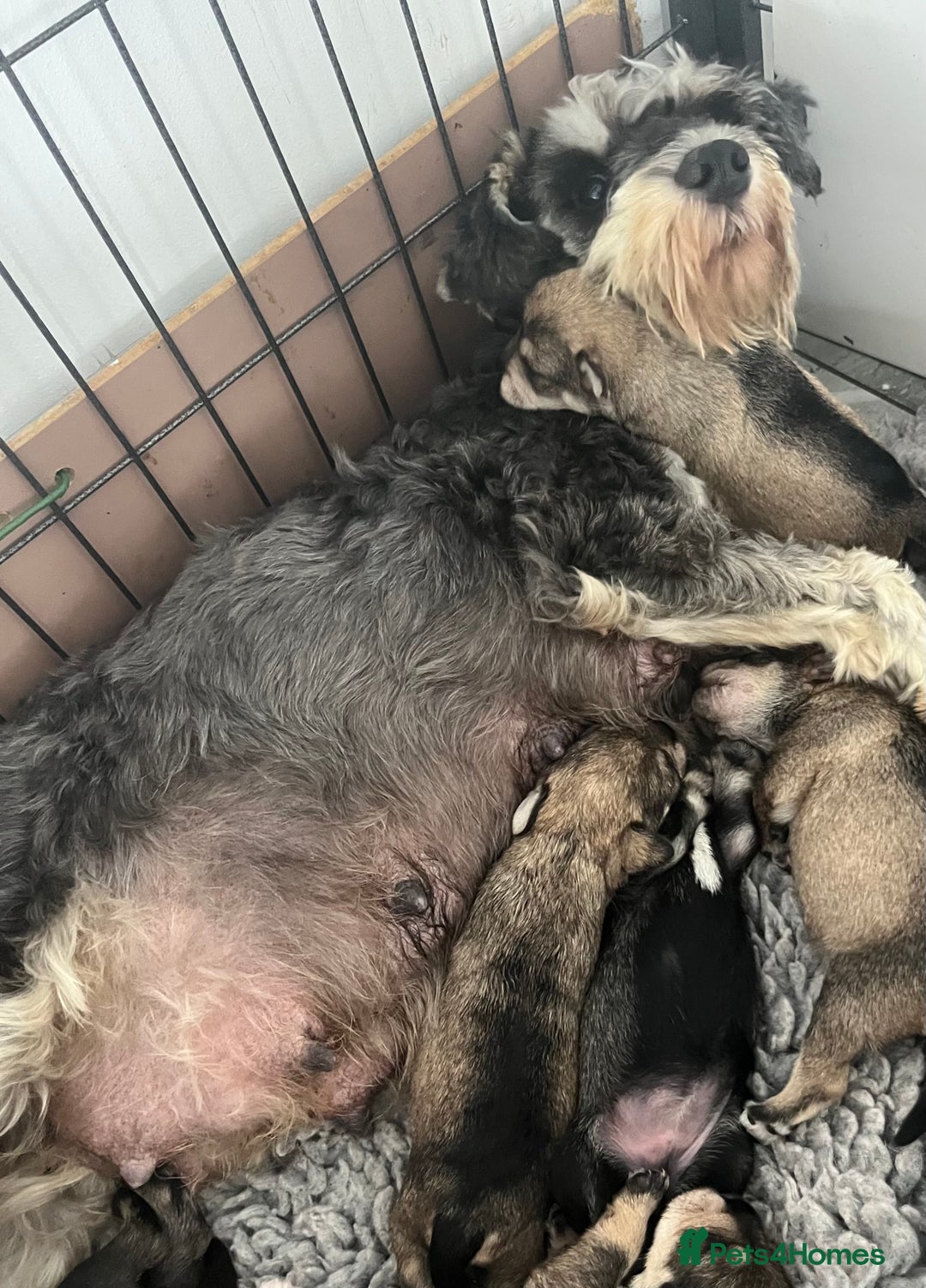 Miniature Schnauzer dogs for sale: Home reared bundles of love - Image 3