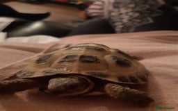 Tortoise reptiles for sale: 3yr old horsefield Tortoise (PENDING COLLECTION)  - Image 4
