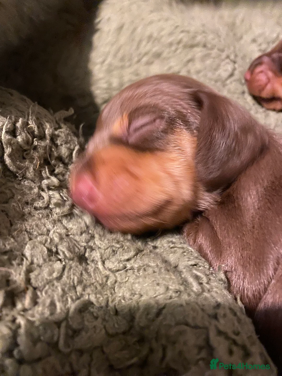 Dachshund dogs for sale: Dachshund  in Northallerton - Advert 7