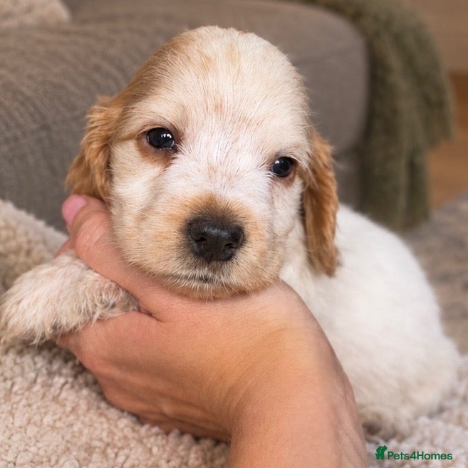 Cocker Spaniel dogs Show cocker spaniel pups extensively health tested - Advert 2