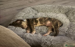 Staffordshire Bull Terrier dogs for sale: 8 week old staffie puppy for re homing  - Image 4