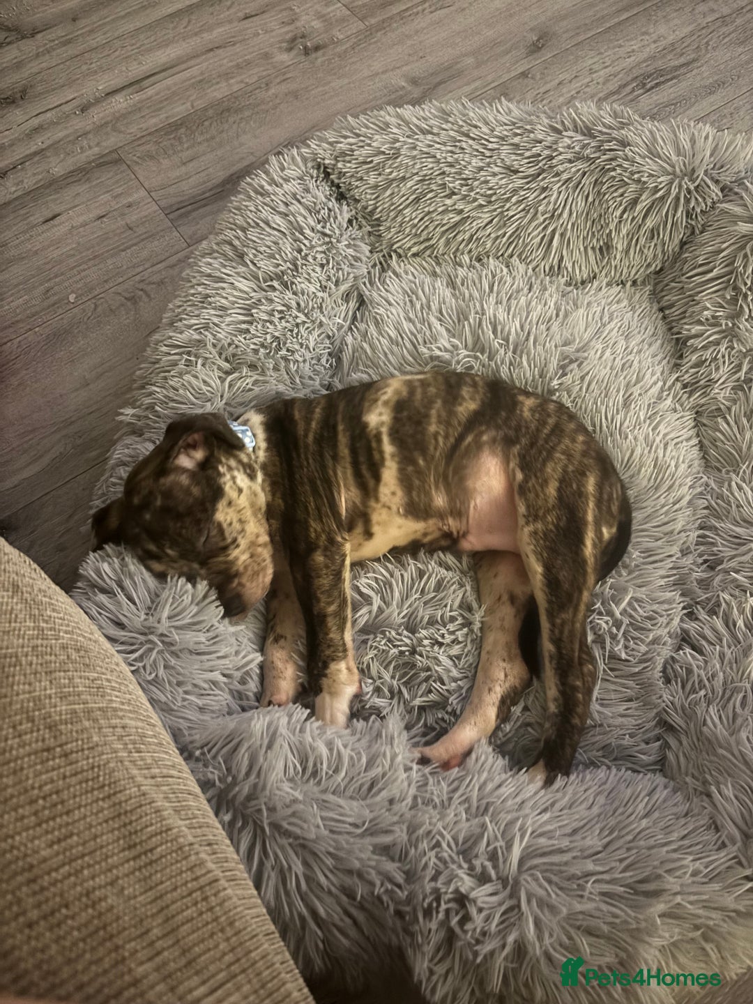 Staffordshire Bull Terrier dogs for sale: 8 week old staffie puppy for re homing  - Image 4
