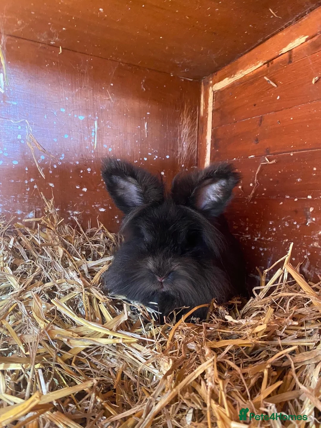Lionhead rabbits for sale: Beautiful rabbits looking to be rehomed  in Bicester - Advert 2
