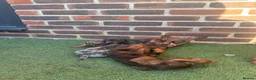 Miniature Dachshund dogs for sale: Beautiful miniature dachshund puppies  - Advert 7