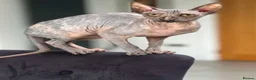 Sphynx cats for sale: beautiful spynx female  in Cardiff - Advert 3