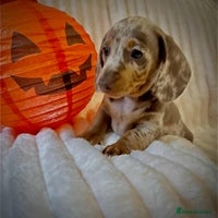 Miniature Dachshund dogs - Advert 1