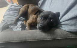 Staffordshire Bull Terrier dogs for sale: To good home - Image 13