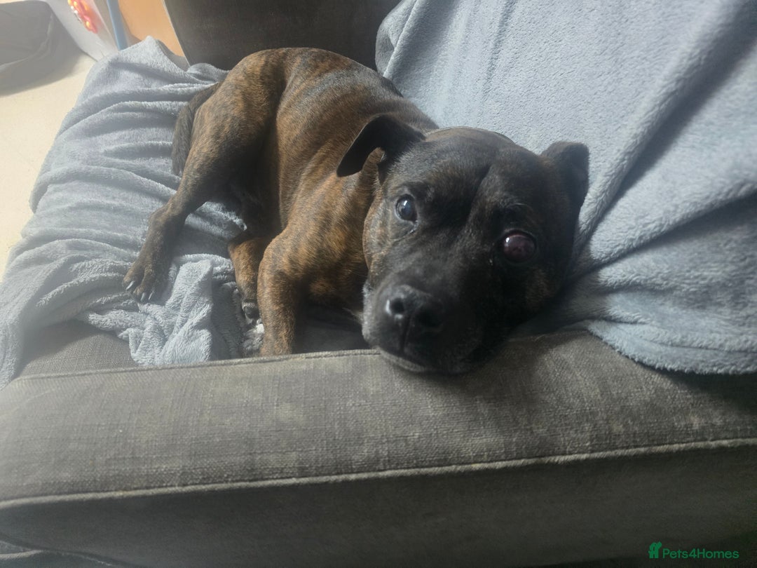 Staffordshire Bull Terrier dogs for sale: To good home - Image 13