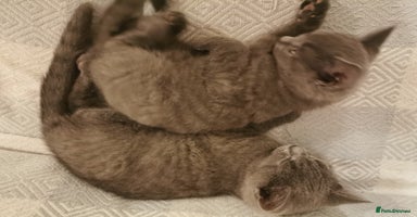 British Shorthair cats Four beautiful British shorthair kittens  - Advert 3
