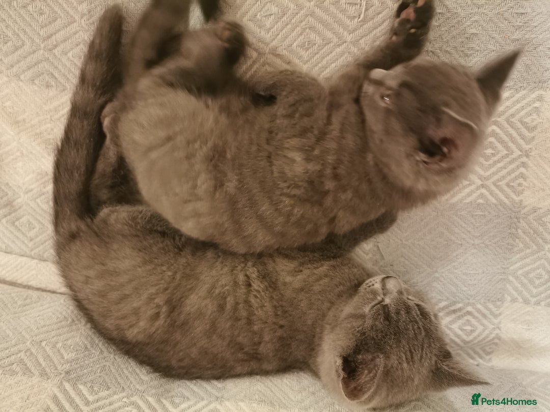 British Shorthair cats for sale: Four beautiful British shorthair kittens  - Advert 3