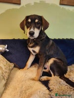 Mixed Breed dogs Loving gentle Mike for adoption - Advert 13