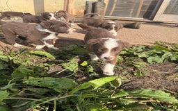 Border Collie dogs for sale: Working chocolate border collies  - Image 17