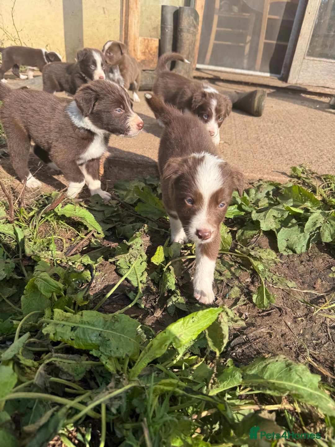 Border Collie dogs for sale: Working chocolate border collies  - Image 17