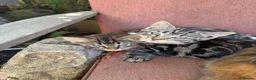 Mixed Breed cats for sale: Beautiful kittens READY NOW  - Advert 5