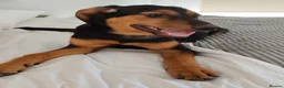 Mixed Breed dogs for adoption: Handsome Alfie - 5 months old Hound cross in Stone - Advert 7