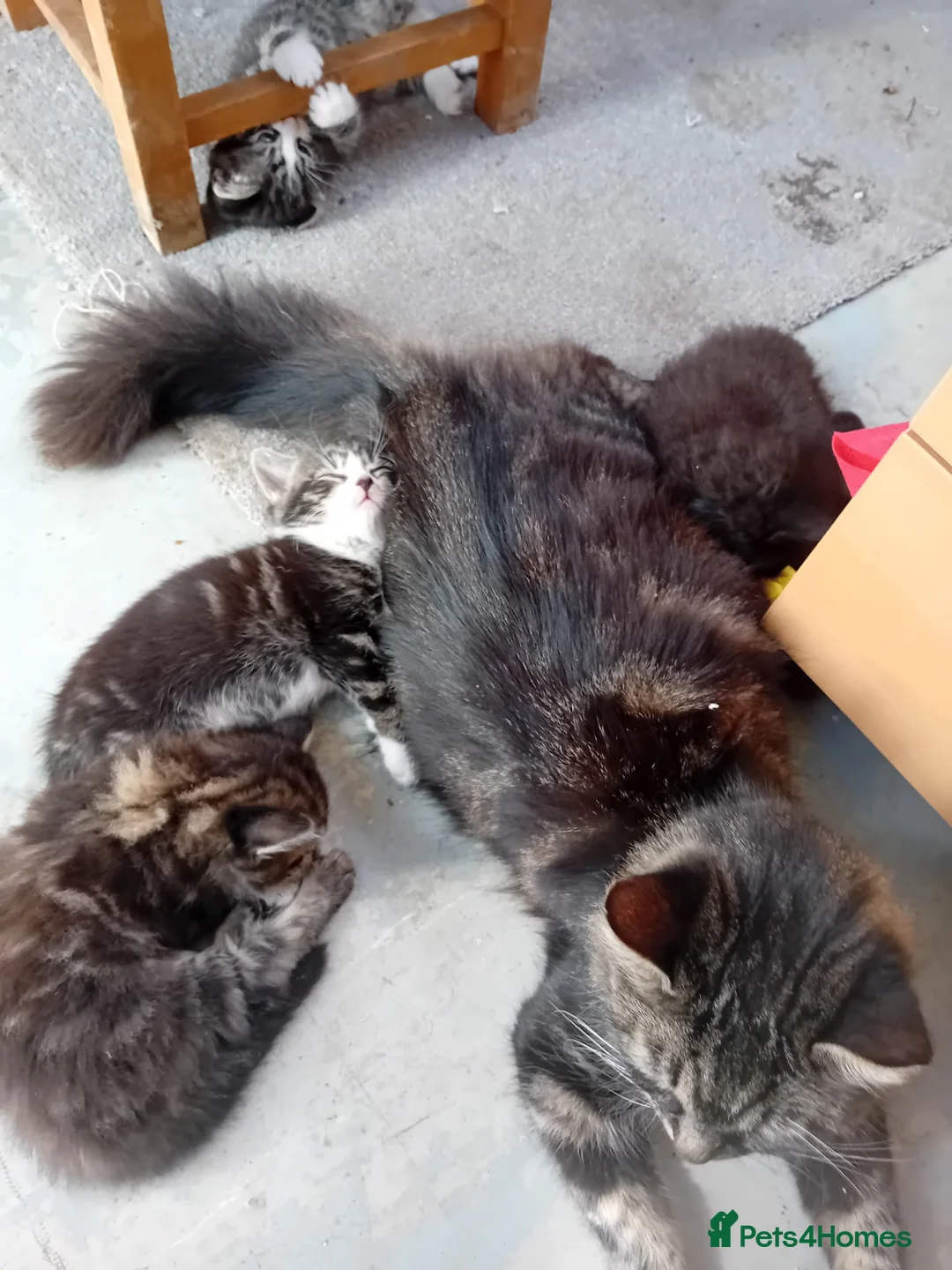 Mixed Breed cats for sale: Kittens for sale - Advert 32