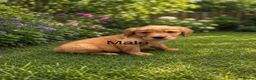 Golden Retriever dogs for sale: Golden retriever puppies health tested parents - Advert 2