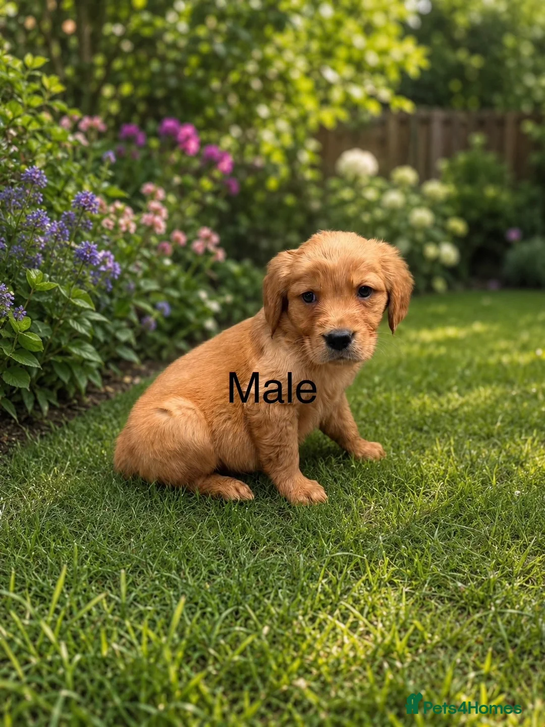 Golden Retriever dogs for sale: Golden retriever puppies health tested parents - Advert 2
