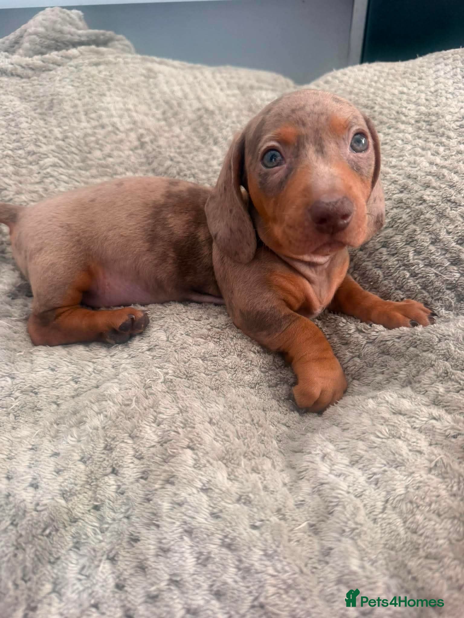 Dachshund dogs Essex:male Dachshund Puppy 🌟 ready now - Advert 3