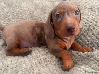 Dachshund dogs Essex:male Dachshund Puppy 🌟 ready now - Advert 3